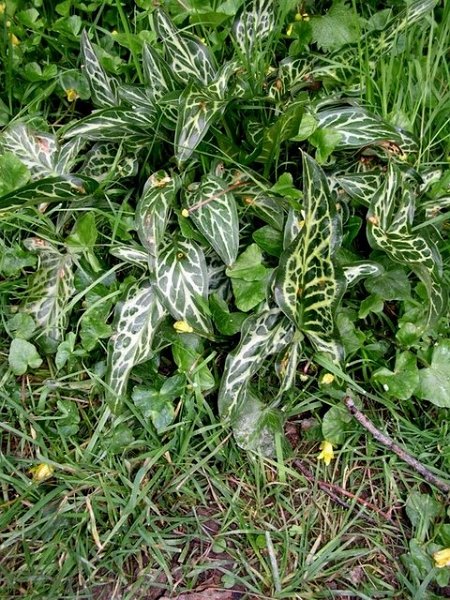 Arum italicum